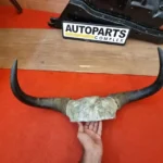 Real Yaak horns2
