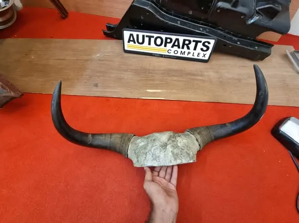 Real Yaak horns2