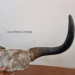 Real Yaak horns3