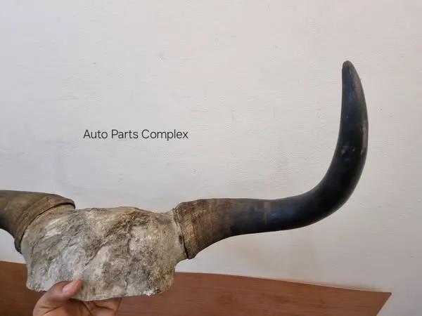Real Yaak horns3