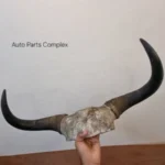 Real Yaak horns4