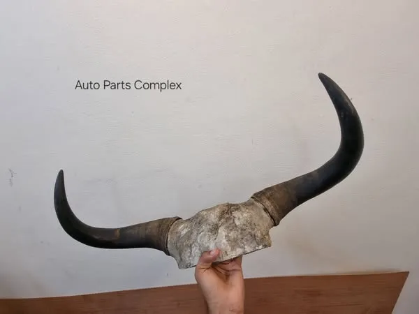 Real Yaak horns4