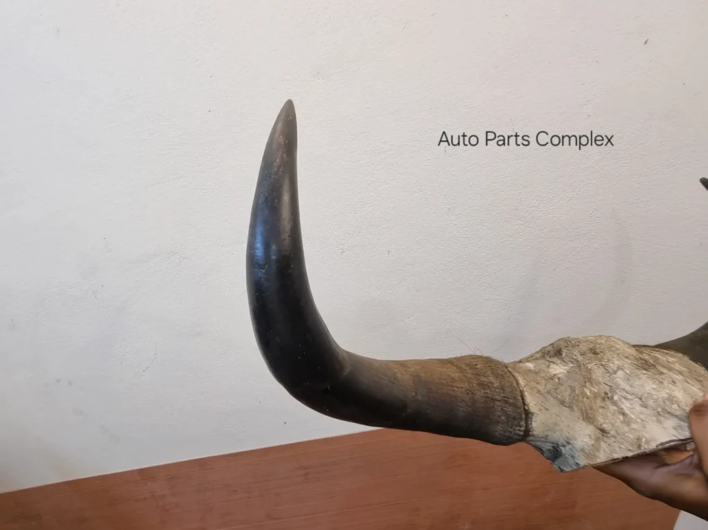 Real Yaak horns5