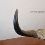 Real Yaak horns5