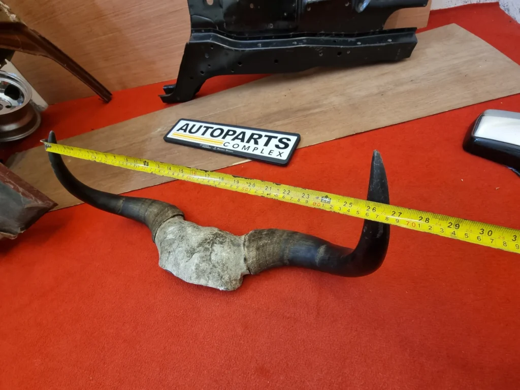 Real Yaak horns7
