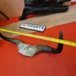 Real Yaak horns7