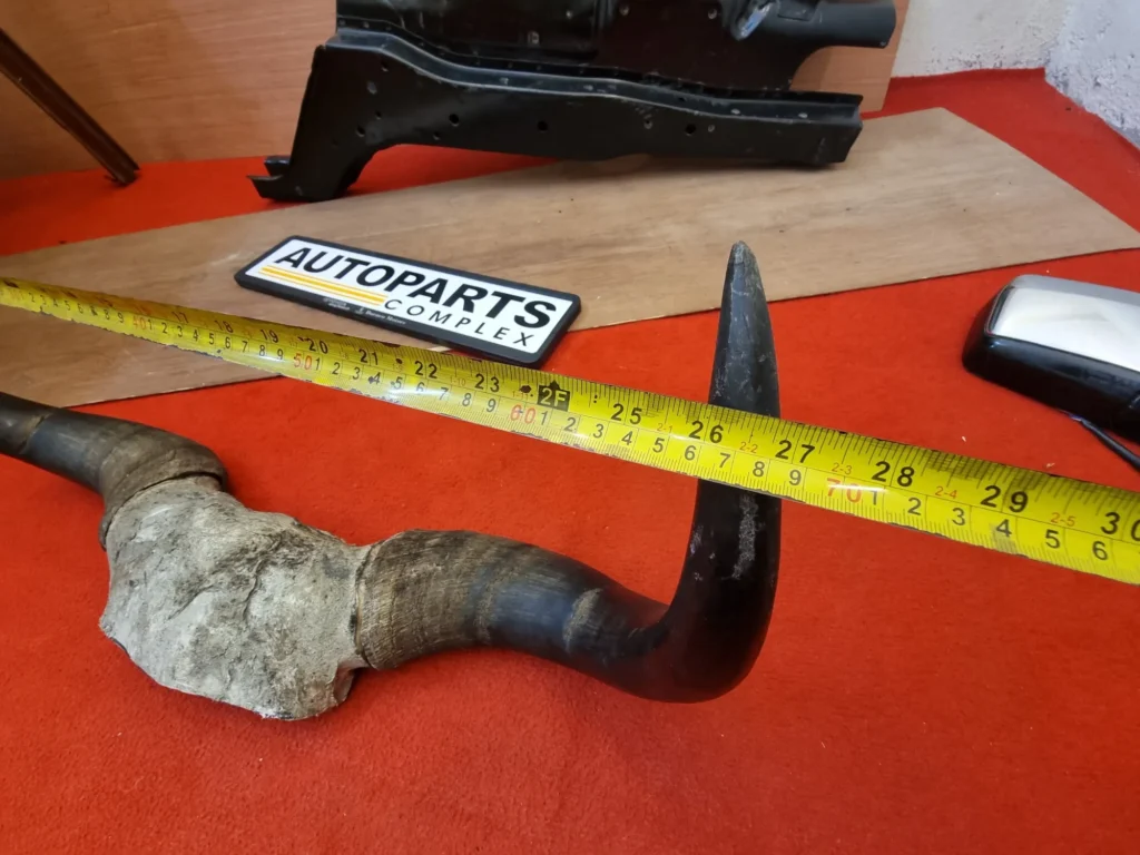 Real Yaak horns8